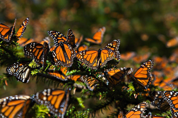 La Mariposa Monarca, uno de los referentes para medir el cambio climático