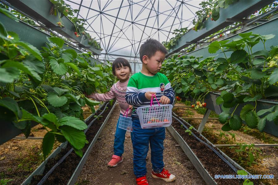 ZHEJIANG, 10 abr (Xinhua) -- Niños recolectan fresas en un invernadero en forma de domo, en el condado de Tiantai, en la provincia de Zhejiang, en el este de China, el 9 de abril de 2016. Nueve invernaderos en forma de domo, con el tema "Espacio Exterior" en el condado de Tiantai, se han convertido en puntos turísticos ya que los visitantes pueden disfrutar el paisaje de primavera y comer de las frutas frescas. (Xinhua/Xu Yu)