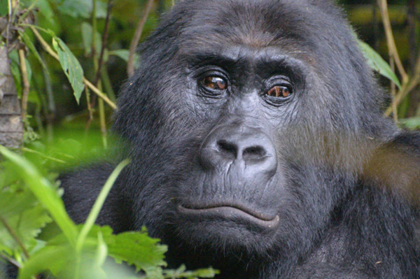 El gorila más grande del mundo está más cerca de extinguirse