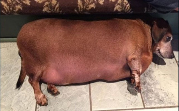Conoce a 'Vincent', el perrito obeso que fue sometido a dieta y ejercicios