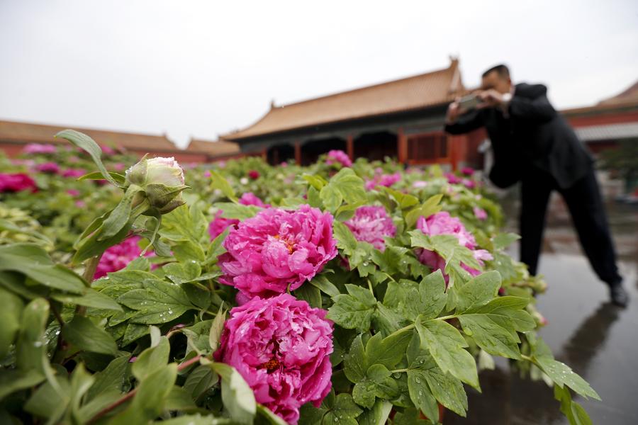 Un hombre hace una foto a las flores de peonia en el Museo de Palacio de Beijing, el 12 de abril de 2016. [Foto / Xinhua]