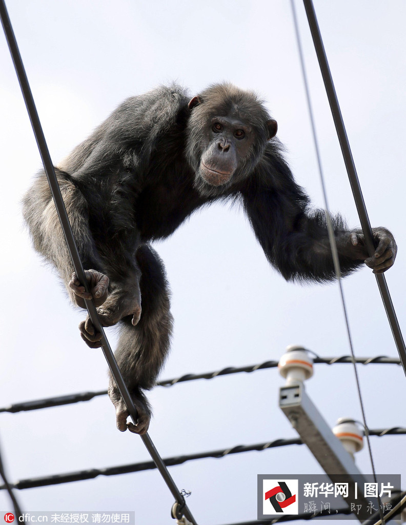 Chimpancé escapa de zoológico en Japón