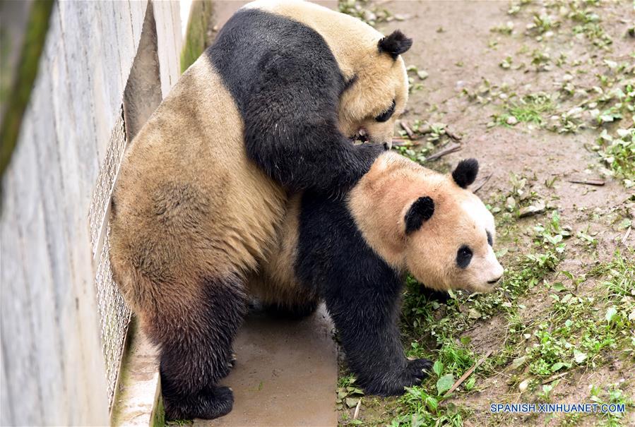 Panda chino nacido en EEUU da primer paso hacia paternidad