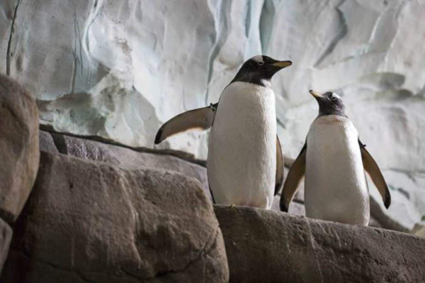 Una pareja de pingüinos gays 'se muda' a otro zoo para vivir juntos