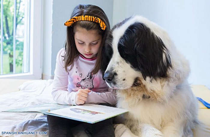 Eslovenia: leer con perros