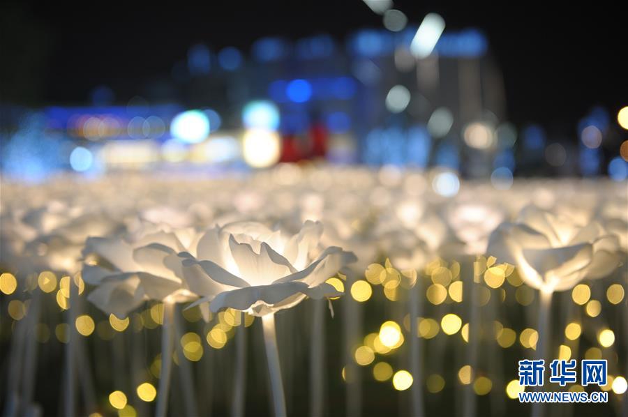 Rosas luminosas marcan la floración de Chengdu