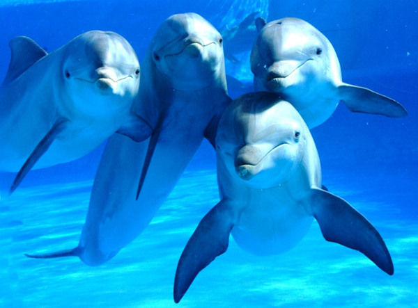 Los delfines «hablando» resuelven problemas en equipo