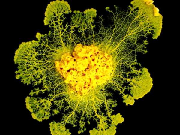 Los organismos unicelulares son capaces de aprender, según un estudio
