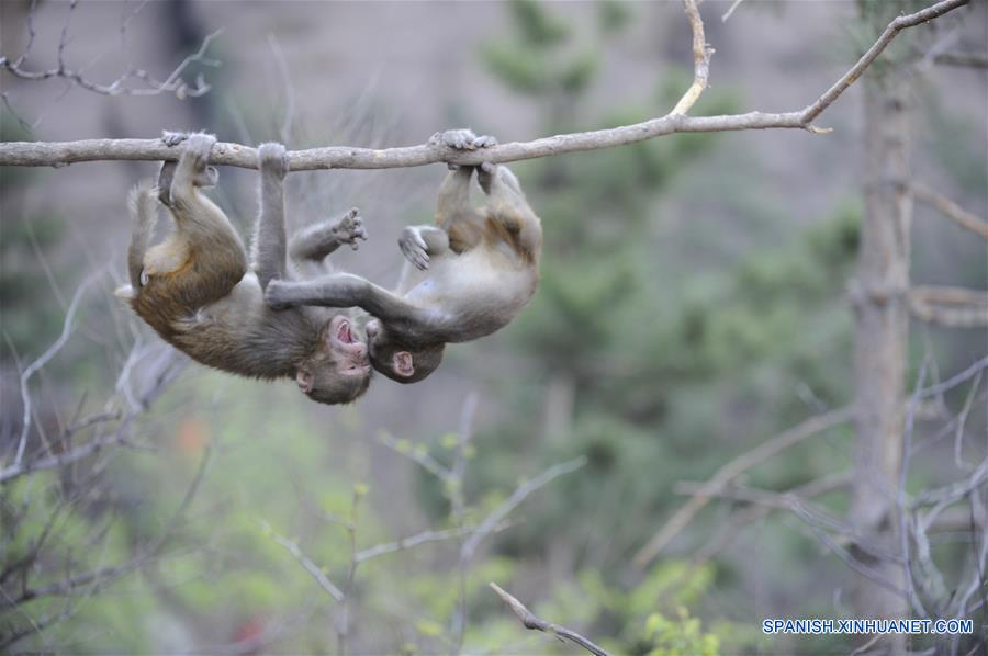 Macacos de montaña de Shuangta, Hebei