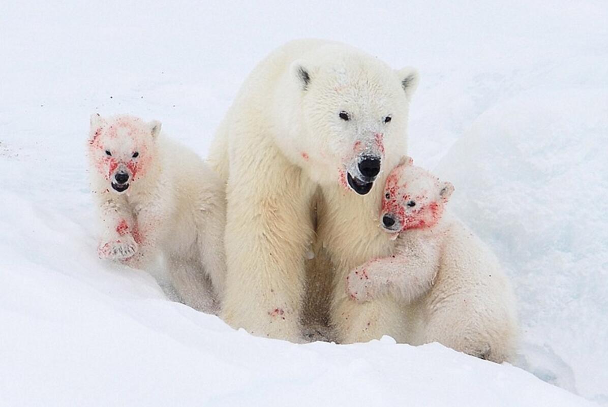 Osos polares después de comer