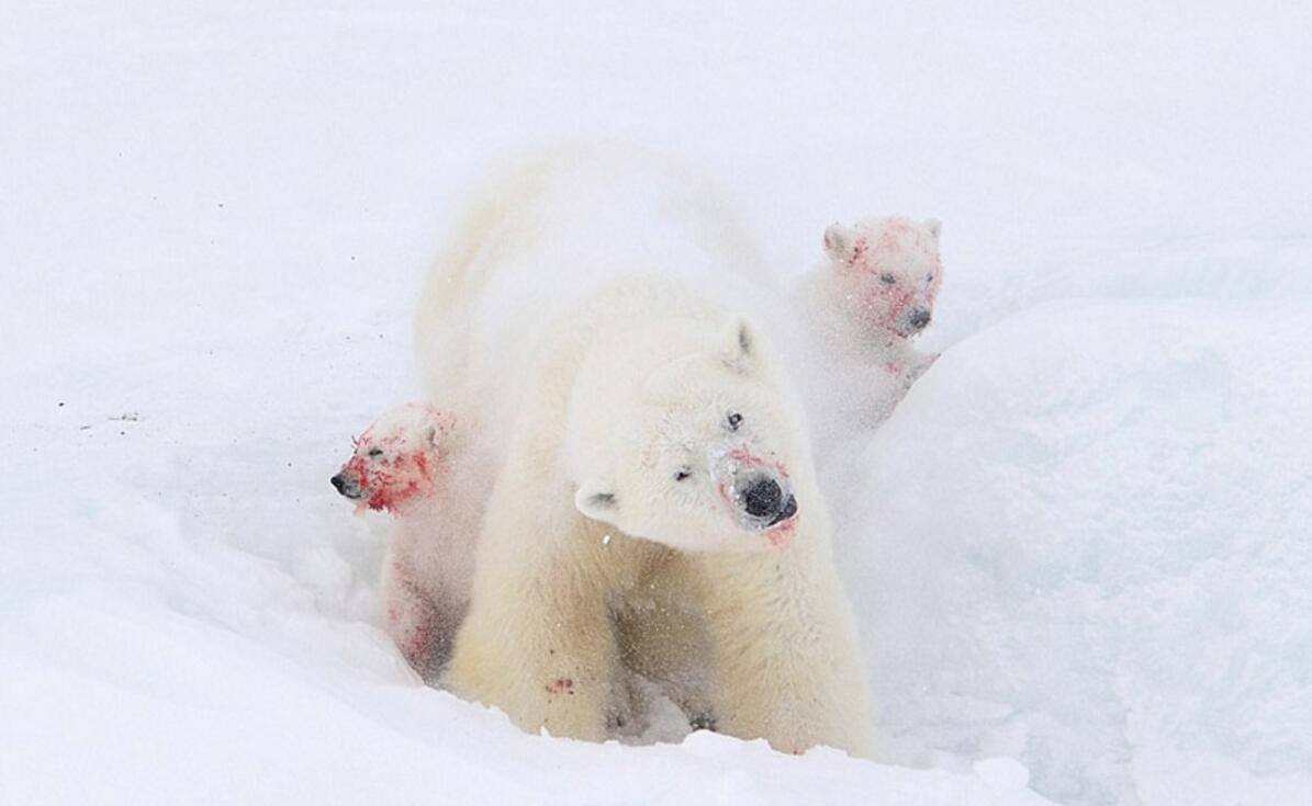 Osos polares después de comer