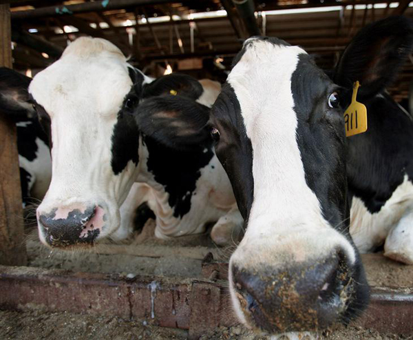 La India combatirá las flatulencias de sus 280 millones de vacas