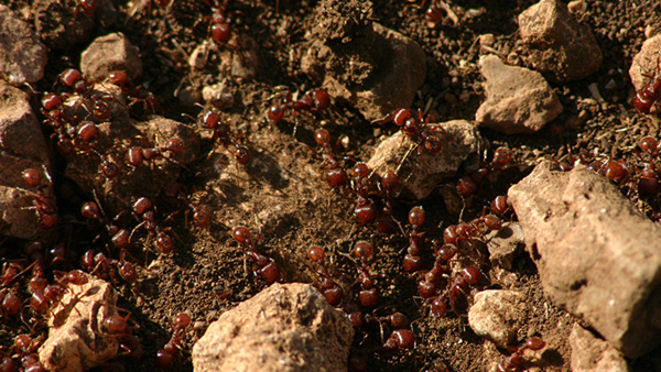 Las hormigas del Río de la Plata suponen una amenaza para el planeta