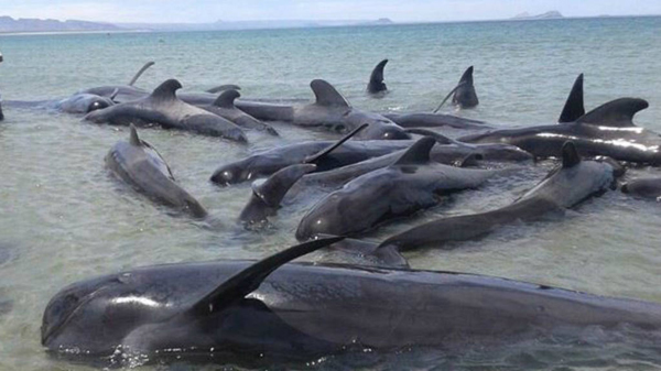 Mueren 24 ballenas varadas en Baja California
