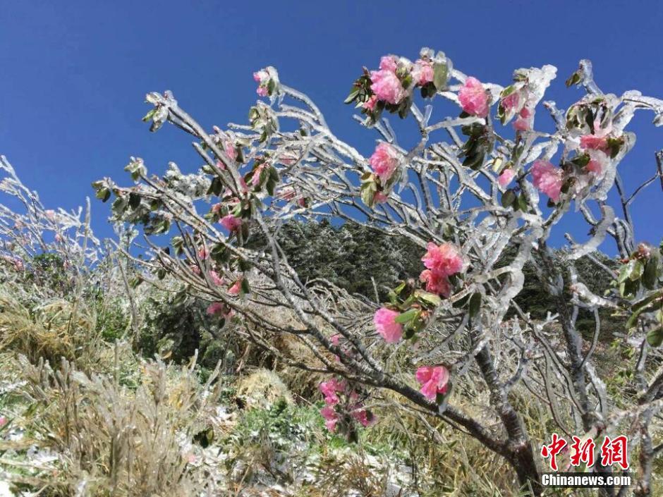 Rosadelfas cubiertas de hielo después de una nevada en Shenlongjia