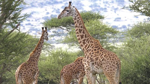 El genoma de la jirafa explica cómo logró tener un cuello tan largo