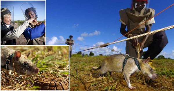 Utilizan ratas para detectar minas antipersona y tuberculosis