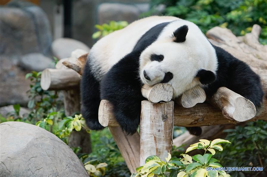 El panda gigante "Ying Ying" descansa en el Parque Océano de Hong Kong, en Hong Kong, en el sur de China, el 19 de mayo de 2016. La Semana de Sichuan y gira de la exposición de arte del mundo del panda gigante abrirá en el parque del 20 al 29 de mayo. (Xinhua/Ng Wing Kin)