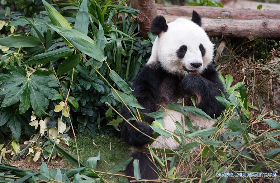 El panda gigante "Le Le" se alimenta con bambú en el Parque Océano de Hong Kong, en Hong Kong, en el sur de China, el 19 de mayo de 2016. La Semana de Sichuan y gira de la exposición de arte del mundo del panda gigante abrirá en el parque del 20 al 29 de mayo. (Xinhua/Ng Wing Kin)