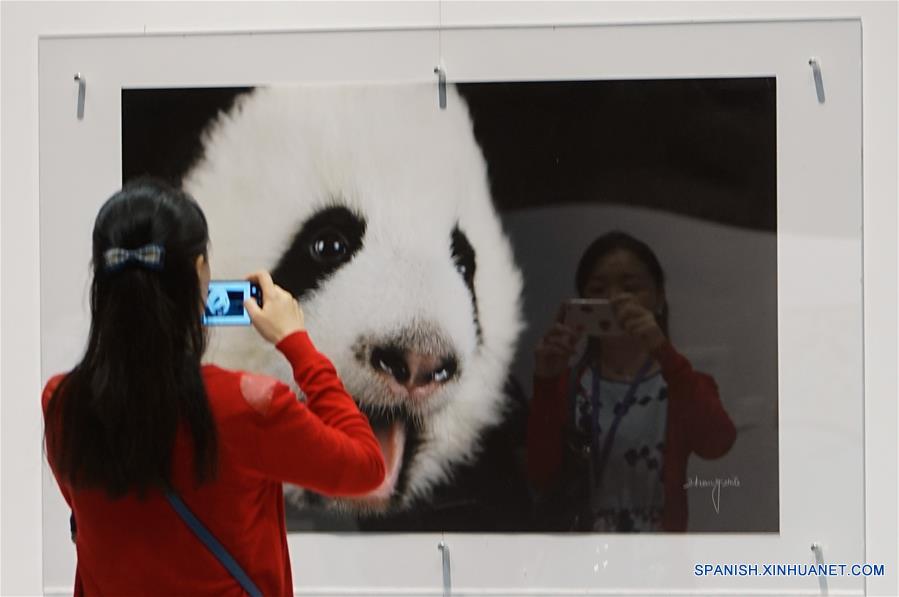 Una visitante toma fotografías en la gira de la exposición de arte del mundo del panda gigante, en el Parque Océano de Hong Kong, en Hong Kong, en el sur de China, el 19 de mayo de 2016. La Semana de Sichuan y gira de la exposición de arte del mundo del panda gigante abrirá en el parque del 20 al 29 de mayo. (Xinhua/Ng Wing Kin)