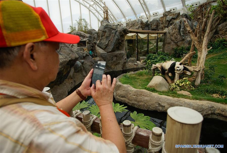 Un visitante toma fotografías del panda gigante "Ying Ying" en el Parque Océano de Hong Kong, en Hong Kong, en el sur de China, el 19 de mayo de 2016. La Semana de Sichuan y gira de la exposición de arte del mundo del panda gigante abrirá en el parque del 20 al 29 de mayo. (Xinhua/Ng Wing Kin)