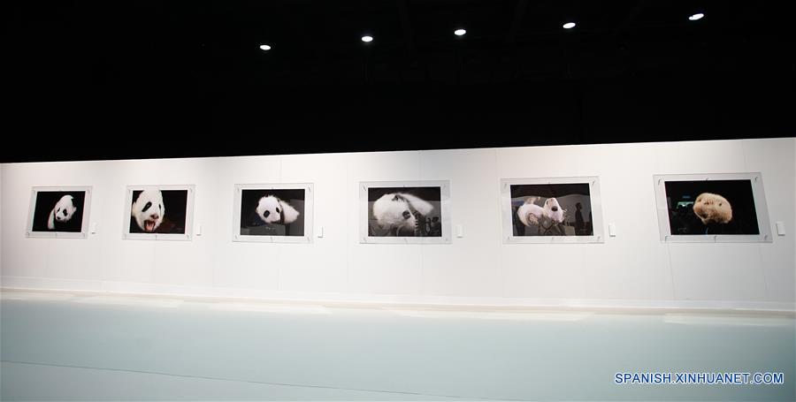 Fotografías de pandas gigantes tomadas por el fotógrafo Zhang Zhihe, son exhibidas en la gira de la exposición de arte del mundo del panda gigante, en el Parque Océano de Hong Kong, en Hong Kong, en el sur de China, el 19 de mayo de 2016. La Semana de Sichuan y gira de la exposición de arte del mundo del panda gigante abrirá en el parque del 20 al 29 de mayo. (Xinhua/Ng Wing Kin)