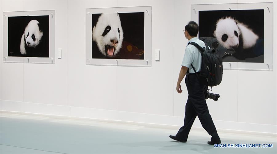 Un visitante observa las fotografías de panda gigante tomadas por el fotógrafo Zhang Zhihe, en la gira de la exposición de arte del mundo del panda gigante, en el Parque Océano de Hong Kong, en Hong Kong, en el sur de China, el 19 de mayo de 2016. La Semana de Sichuan y gira de la exposición de arte del mundo del panda gigante abrirá en el parque del 20 al 29 de mayo. (Xinhua/Ng Wing Kin)