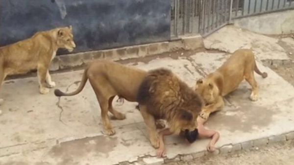 Matan a dos leones en un zoo para salvar a un hombre que se tiró a su jaula para suicidarse