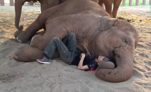 Un elefante se duerme cuando su cuidadora le canta
