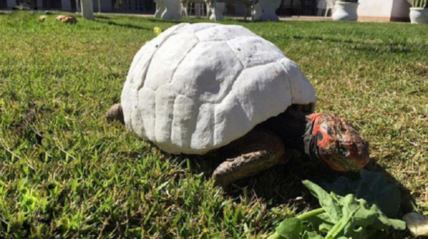 Un implante 3D salva a una tortuga