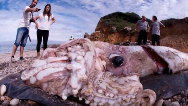Las profundidades del océano esconden calamares tamaño autobús