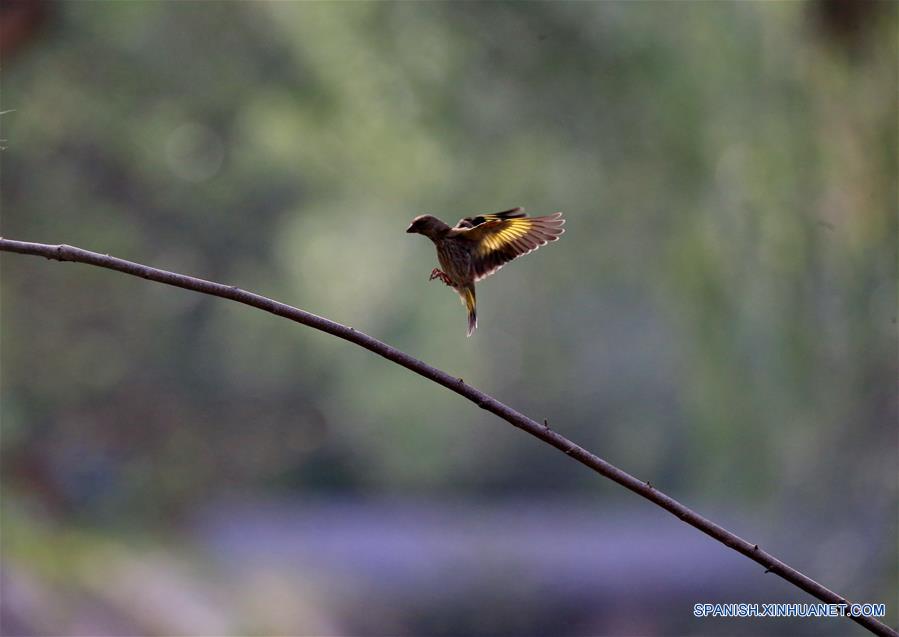 BEIJING, mayo 28, 2016 (Xinhua) -- Un jilguero vuela en el Jardín Botánico de Beijing, en Beijing, capital de China, el 27 de mayo de 2016. (Xinhua/Liu Xianguo)