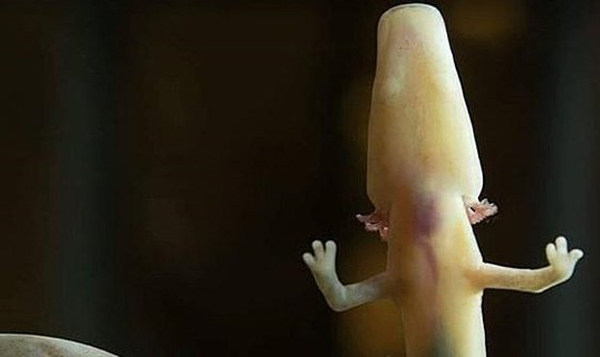 Nace una «cría de dragón» en una cueva de Eslovenia