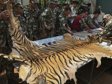 Hallan más evidencias de tráfico de felinos en el Templo del Tigre en Tailandia