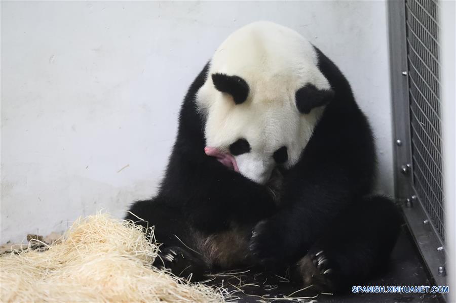 La panda gigante china "Hao Hao" dio a luz a un cachorro en las primeras horas de hoy, anunciaron el parque zoológico belga Pairi Daiza y el Centro de Conservación e Investigación del Panda Gigante de China.(Xinhua)