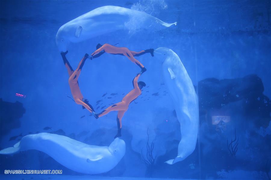 Nuevo espectáculo realizado por cuidadores y ballenas blancas en el parque océano polar Haichang en Tianjin