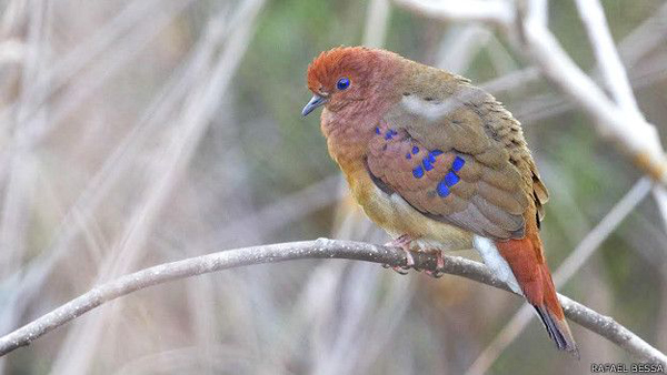 El famoso pájaro de ojos azules de Brasil reaparece después de 75 años