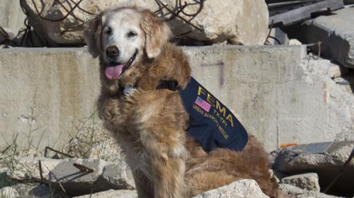 Muere Bretagne, la última perra viva que colaboró en los rescates el 11-S