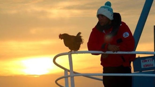 Una gallina y un marinero viajan alrededor del mundo