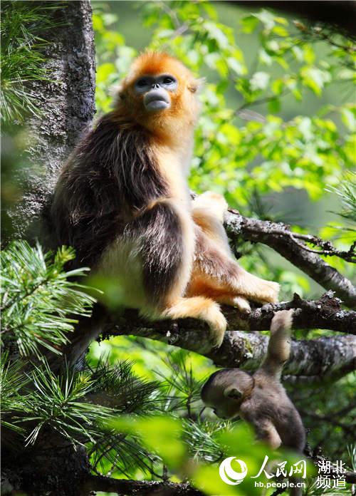 Un mono dorado en Shennongjia. (Foto/Pueblo en Línea)