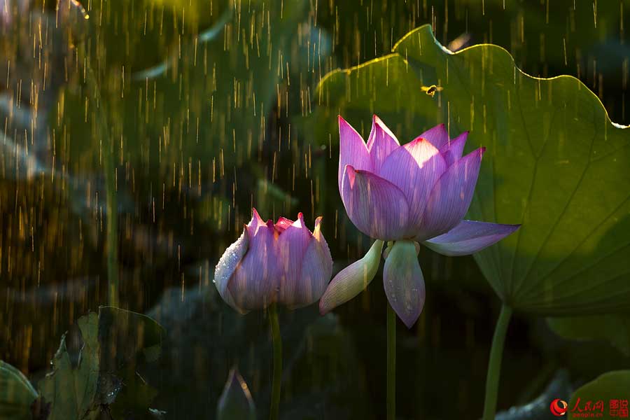 Flores de loto de verano en Haikou