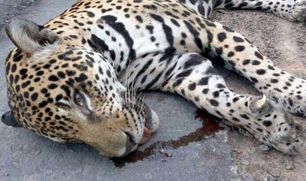 Matan a tiros al jaguar que acompañaba a la antorcha olímpica en Brasil