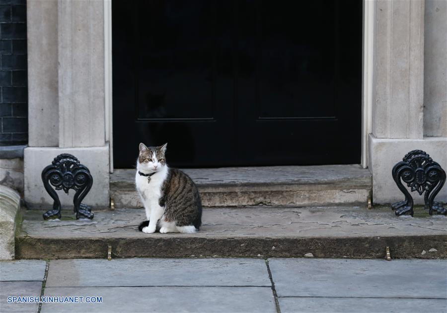 Larry, el gato de David Cameron