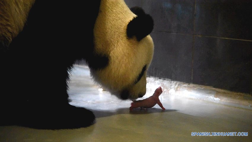 Macao hará todo lo posible para cuidar de oseznos de panda