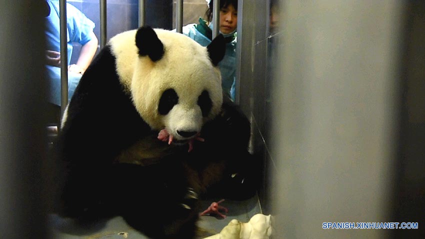 Macao hará todo lo posible para cuidar de oseznos de panda