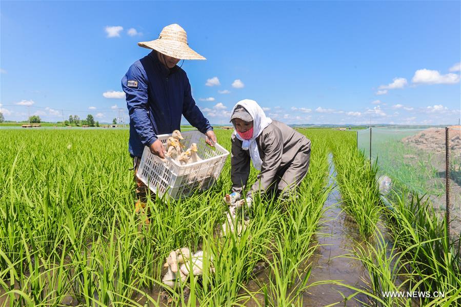 Introducen sistema de cultivo ecológico en Heilongjiang