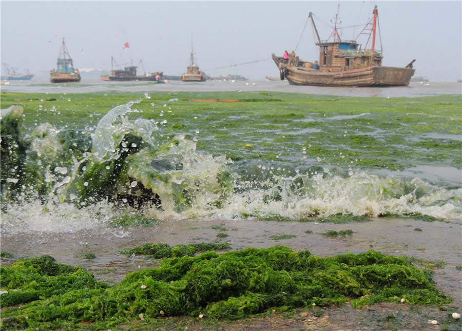 Mareas verdes afectan a la costa de Jiangsu