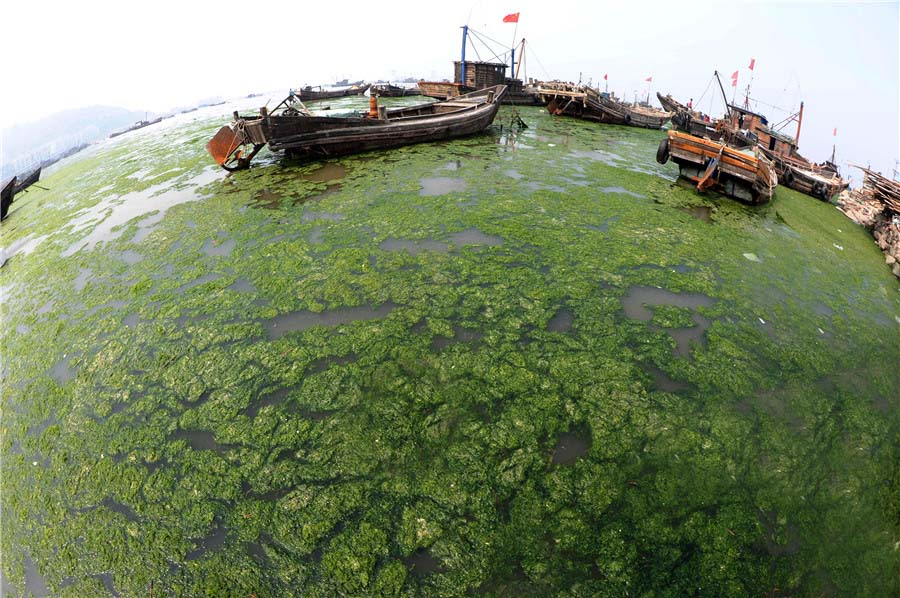 Mareas verdes afectan a la costa de Jiangsu