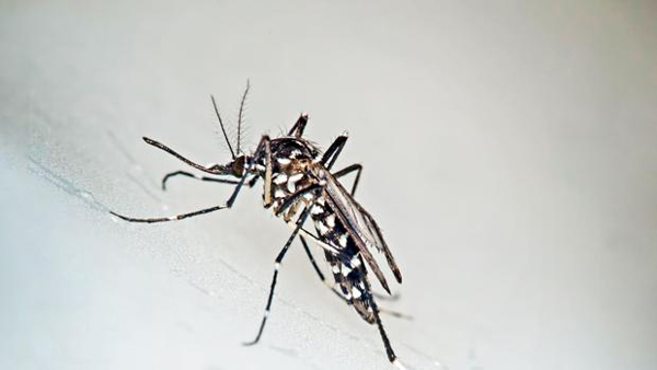 Dos vacunas logran prevenir la infección del virus Zika en animales