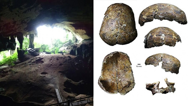 Un cráneo de 37.000 años da una gran sorpresa a la comunidad científica